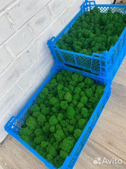 Стабилизированный мох