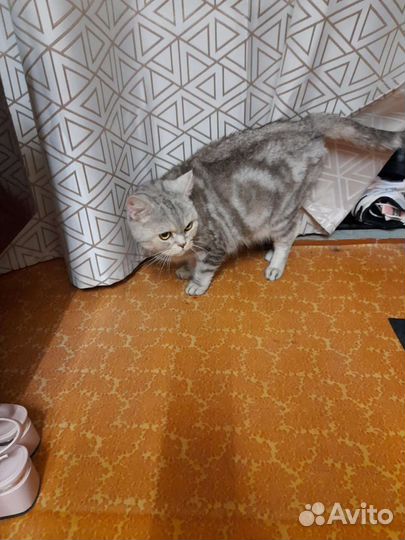 Отдам в добрые и надёжные руки кошечку Люсю