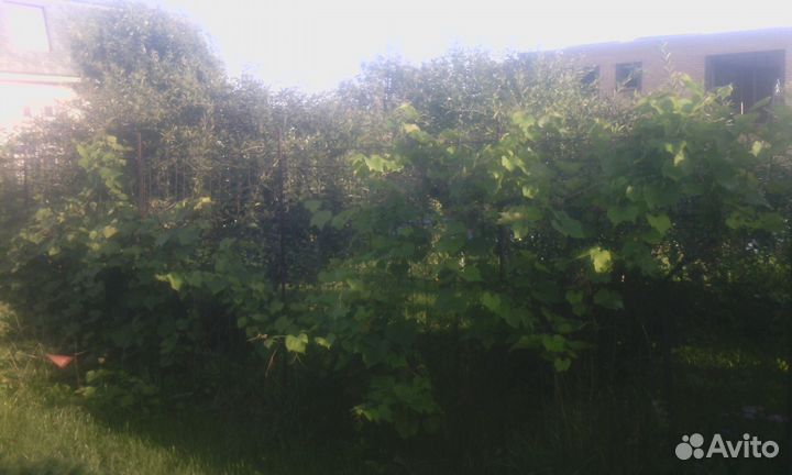 Виноград сибирский саженцы