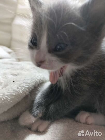 Котята в добрые руки бесплатно