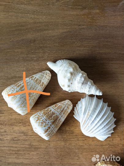 Морские ракушки