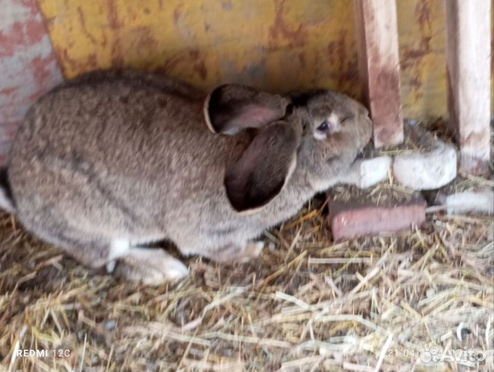 Самец взрослый