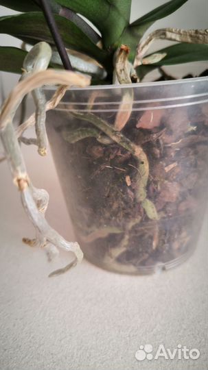 Две орхидеи фаленопсис