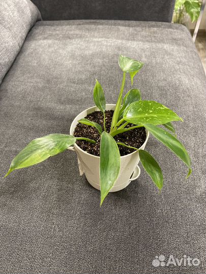 Филодендрон лайм фидл