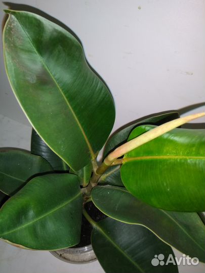 Фикус каучуконосный (Ficus elastica)