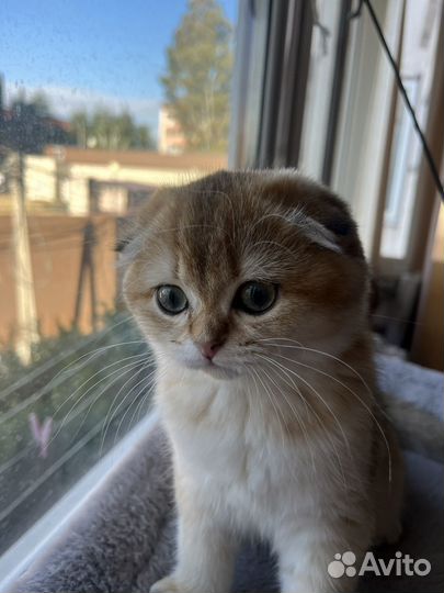 Шотландская