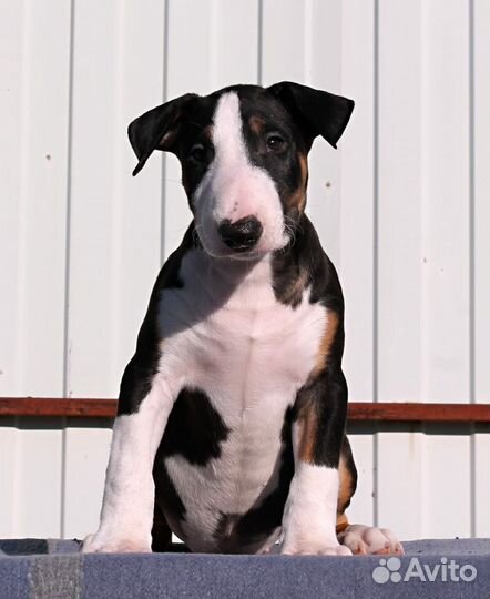 Бультерьер