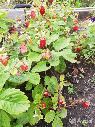 Земляника садовая, саженцы