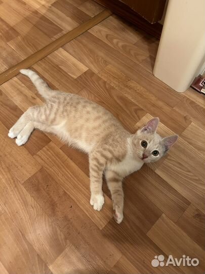 Кошка в дар