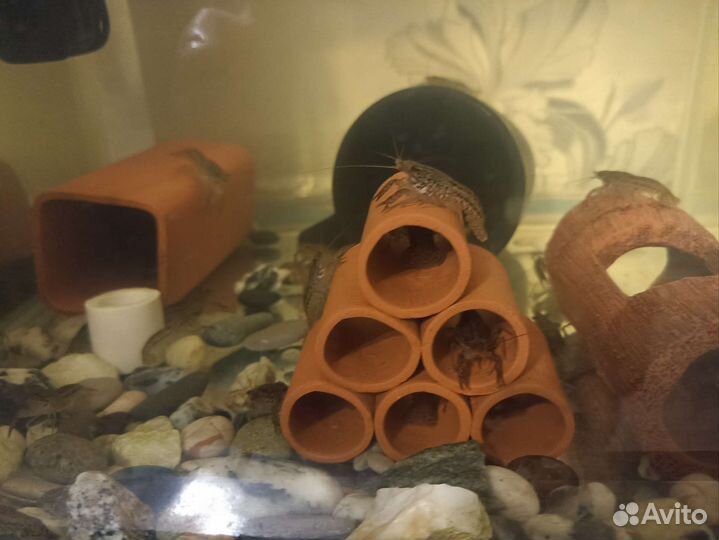 Мраморный рак