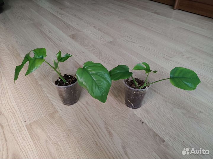 Монстера минима