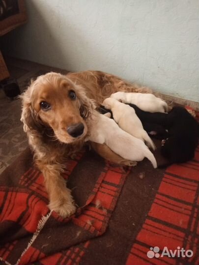 Щенок кокер спаниеля, без документов