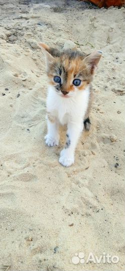 Котята в самые добрые руки