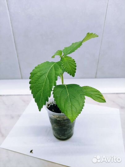 Лантана цветущая бело розово сиреневая