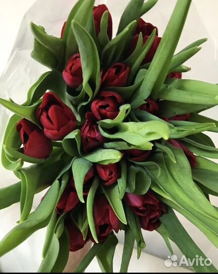 Тюльпаны цветы