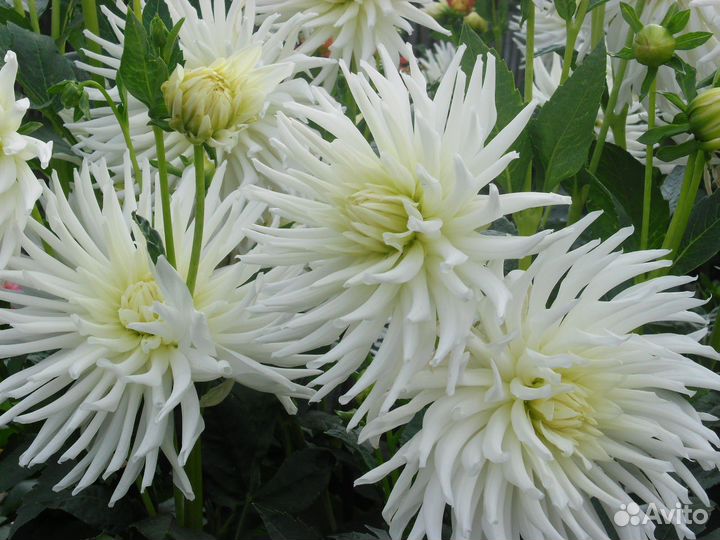 Цветы георгины