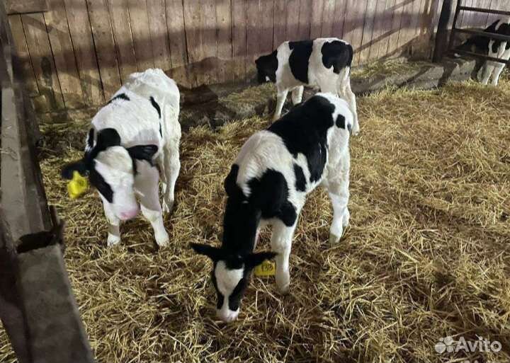 Бычки телята