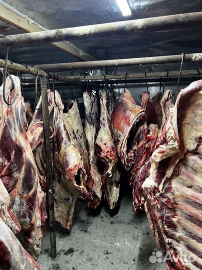 Мясо оптом