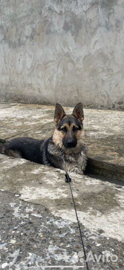 Немецкая овчарка вязка