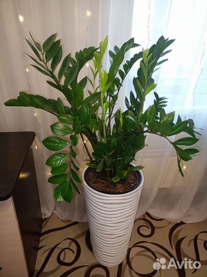 Замиокулькас