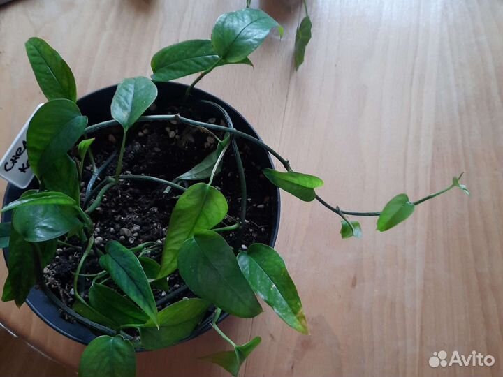 Домашние цветы, пеларгонии плющелистные