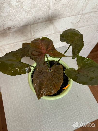 Комнатные растения