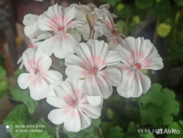 Герань пеларгония розебудная