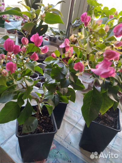 Бугенвиллия взрослая и детки