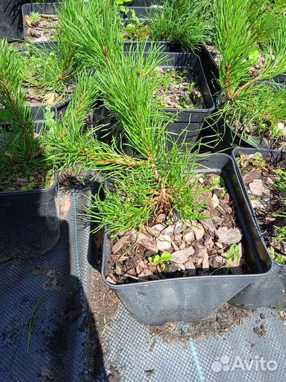 Сосна горная Pumilio, Mughus