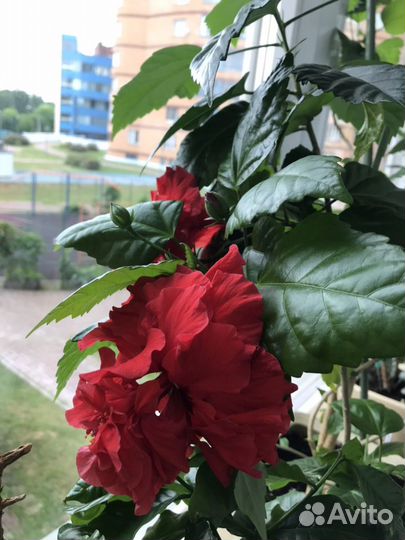 Гибискус махровый