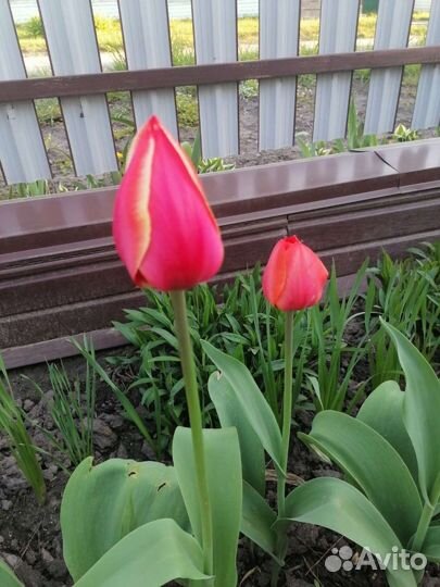 Тюльпаны в букет