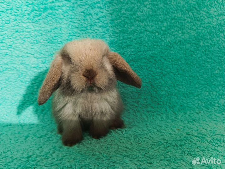 Декоративные кролики