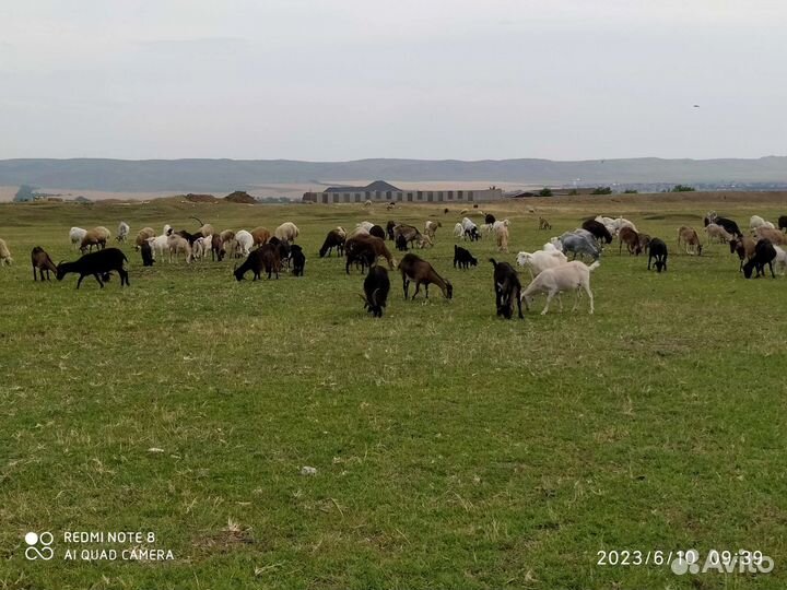 Козы и козлята