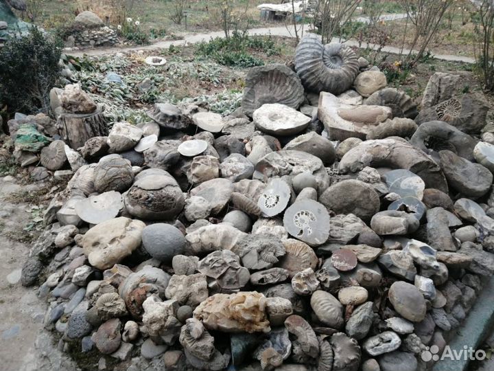 Окаменелости