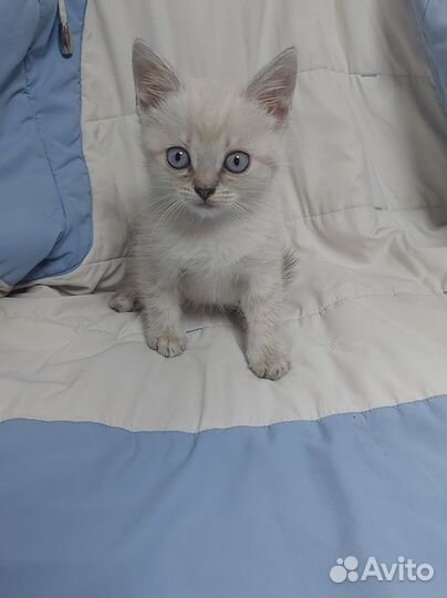 Шотландская вислоухая