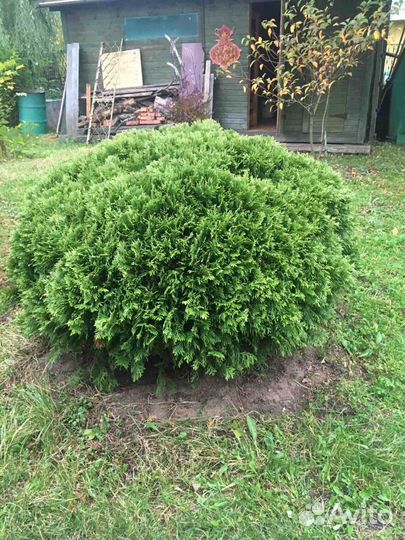Туя шаровидная 