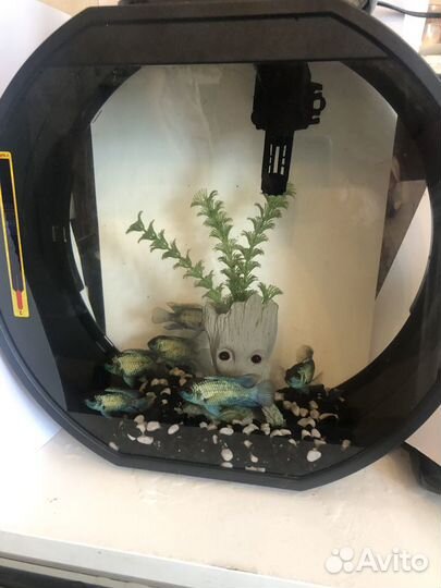 Аквариум