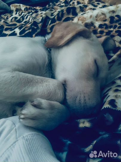 Щенок лабрадора