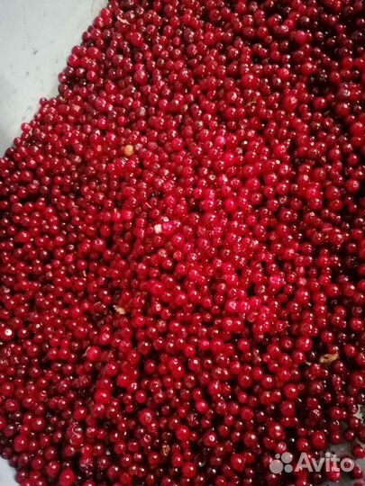 Брусника,вишня,черника,облепиха