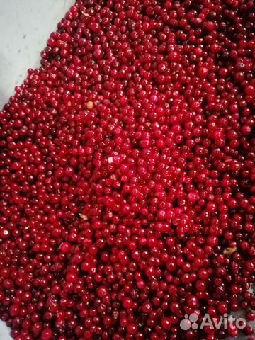 Брусника,вишня,черника,облепиха