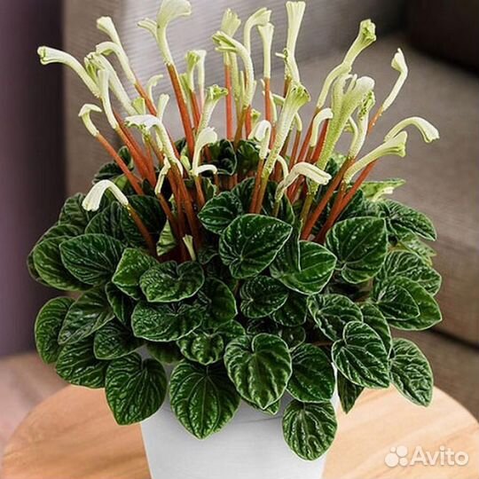 Комнатные растения цветы Пеперомия Лилиан