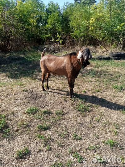 Альпо-Нубийский козел