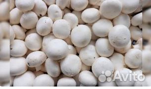 Мицелий зерновой шампиньонов