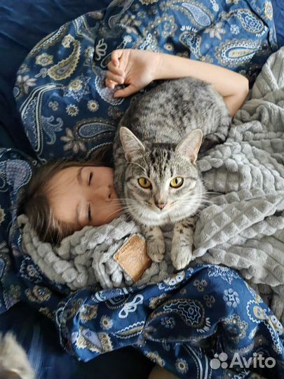 Британские короткошерстные