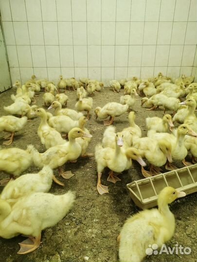 Партнер и инвестор