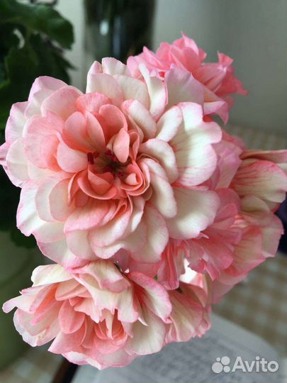 Пеларгония герань