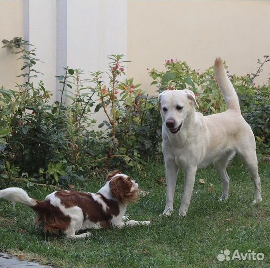 Передержка собак, домашняя зоогостиница