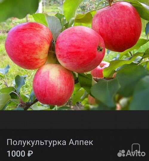 Саженцы яблонь 3-х летки