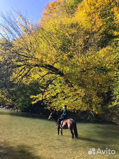 Конные прогулки, верховая езда, прокат лошадей