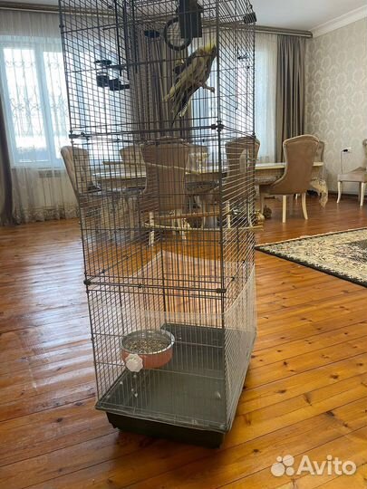 Попугай с клеткой